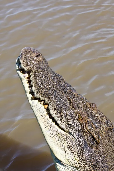 Retrato de crocodilo de água salgada — Fotografia de Stock
