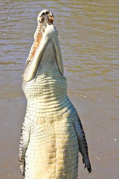 Springen krokodil — Stockfoto