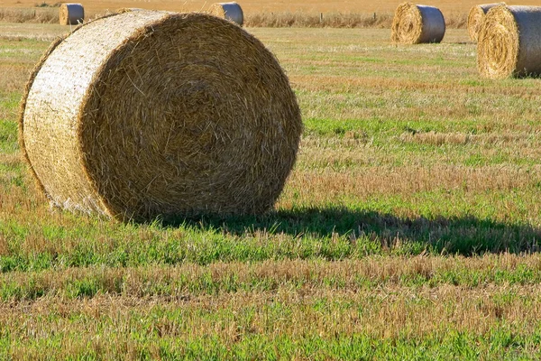 stock image Bales of Hay