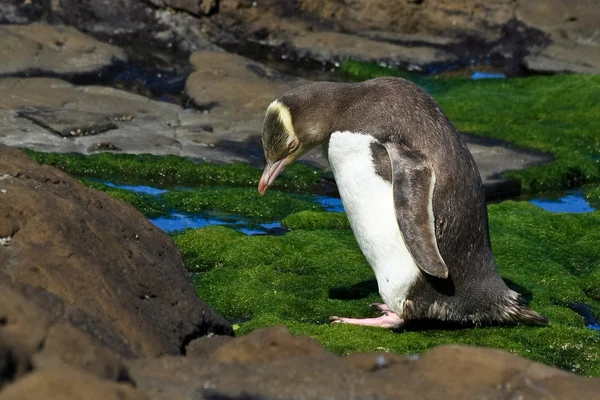 Żółty eyed Pingwin pozowanie — Zdjęcie stockowe