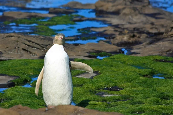 Sarı gözlü penguen — Stok fotoğraf