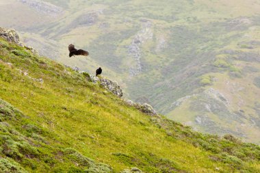 California Landscape with Vultures clipart