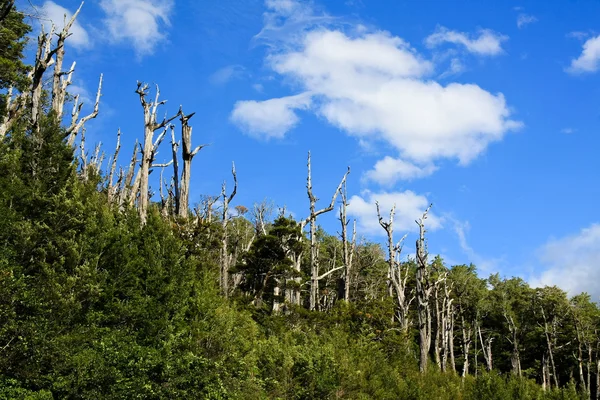 Új-Zéland-erdő — Stock Fotó