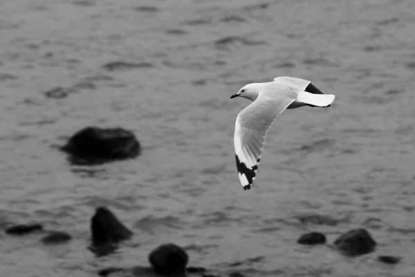 Red Billed Gull in Flight — Stock Photo, Image