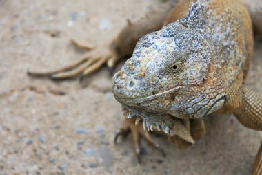 Yeşil iguana portre