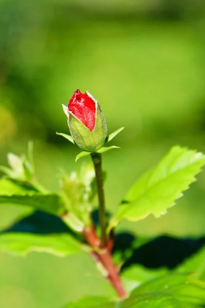 Stock image Wild Rose