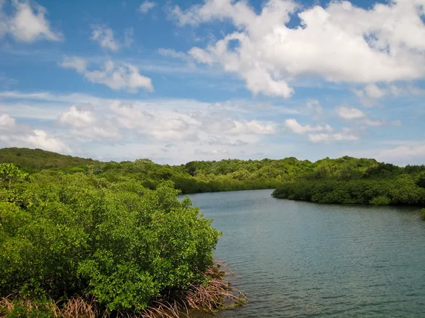 Mangrove Forest — Stock Photo, Image