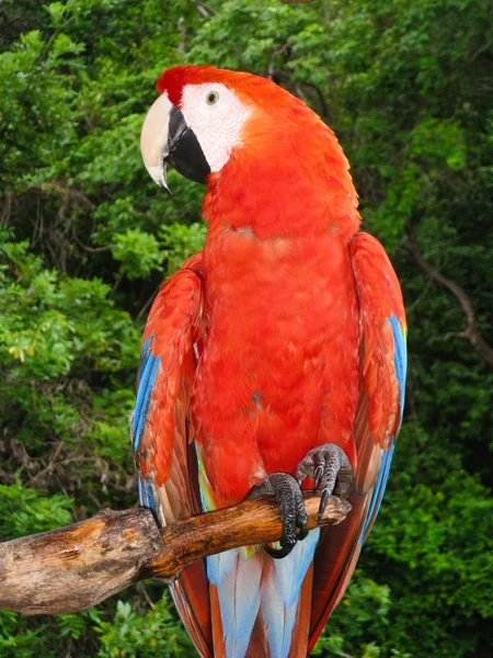 Šarlatové macaw — Stock fotografie
