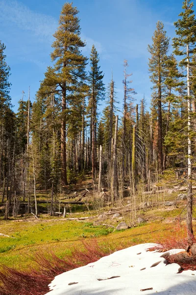 Йосемитский лес — стоковое фото