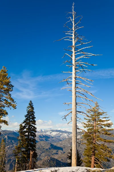 Beyaz ağaç — Stok fotoğraf