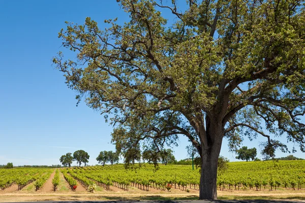 Shenandoah valley wijngaarden — Stockfoto
