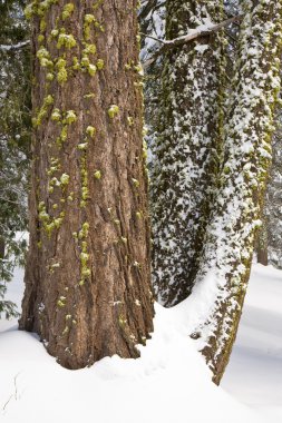 Mayo sekoya kar kaplı