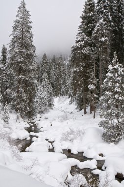 Kışın sequoia Ulusal Parkı