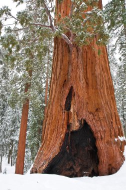 Sequoia ve Fidancılık