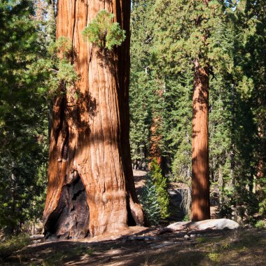 Sequoia Forest clipart