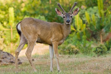 Blacktail Buck