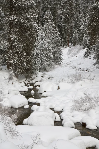 Forest Creek om vinteren - Stock-foto