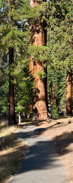 Sequoia skogsstigen — Stockfoto