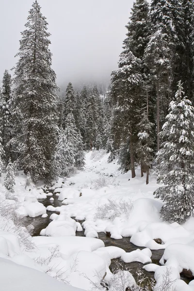 Musim dingin di Taman Nasional Sequoia — Stok Foto