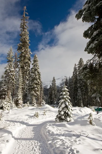 Sneeuw pad door het bos — Stockfoto