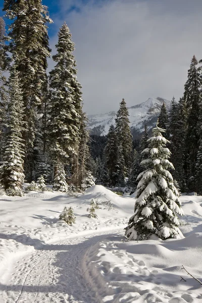 Winter pad — Stockfoto