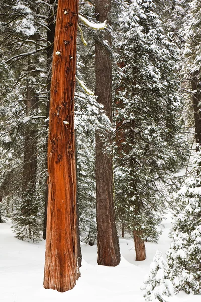 stock image Red Tree