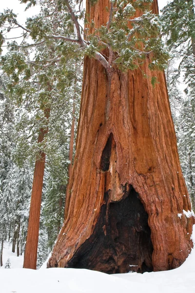 Sequoia och planta — Stockfoto
