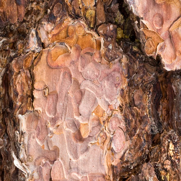 木の樹皮の比較 — ストック写真