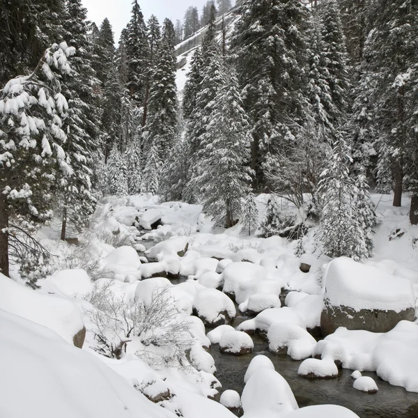 冬の森の小川 — ストック写真