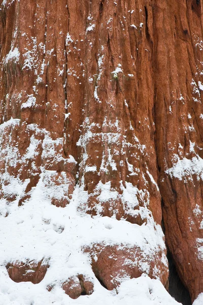Sequoia ağaç gövdesi — Stok fotoğraf