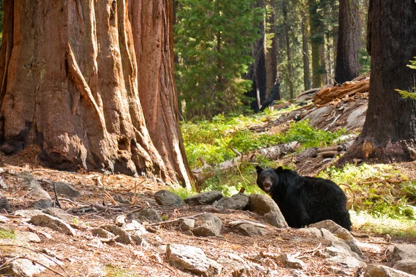 Urso negro na floresta de Redwood — Fotografia de Stock