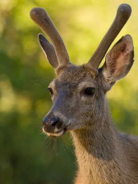 Blacktail Deer Portrait — Stock Photo, Image