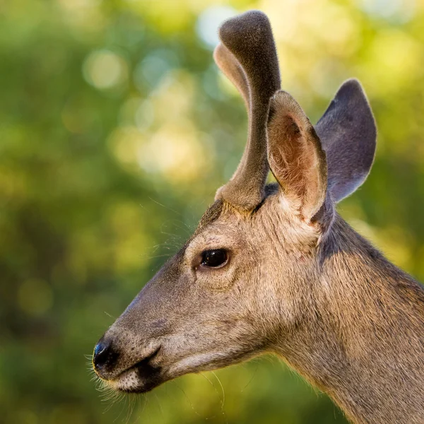 Blacktail Stag Profile — Stock Photo, Image