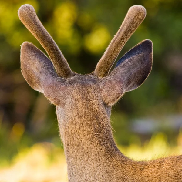 ベルベットに blacktail 鹿 — ストック写真