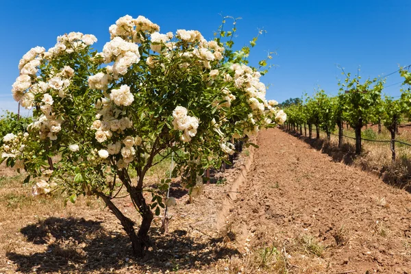 在加州葡萄园玫瑰布什 — 图库照片