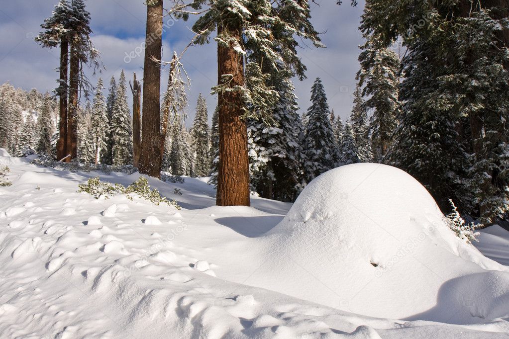Snow Mound in Sequoia National Park