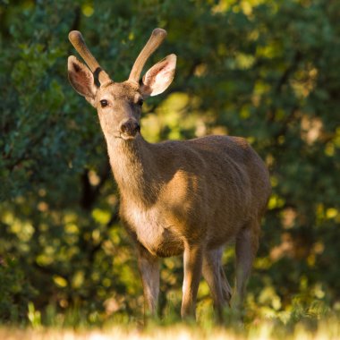 Blacktail Buck clipart