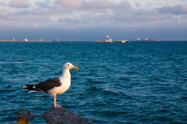 Seagull at Sunset — Stock Photo, Image