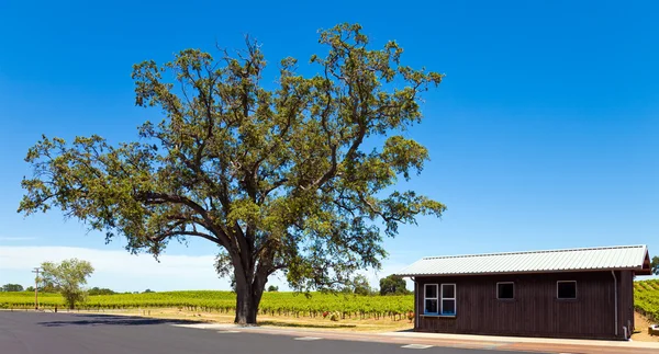 Калифорнийские виноградники — стоковое фото