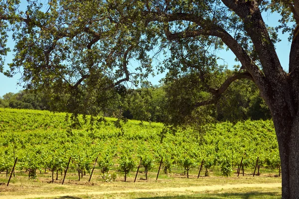 Виноградники долины Шенандоа — стоковое фото