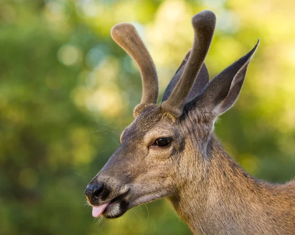 Ciervo de mula sacando la lengua — Foto de Stock