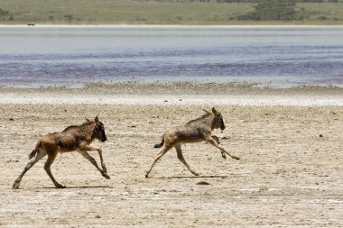 Orphaned Baby Wildebeests Running in Serengeti clipart