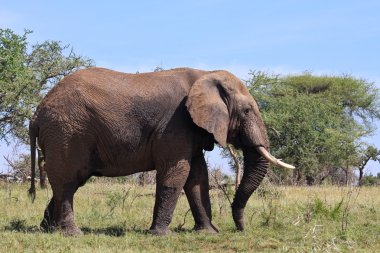 Vahşi Afrika fili Tanzanya