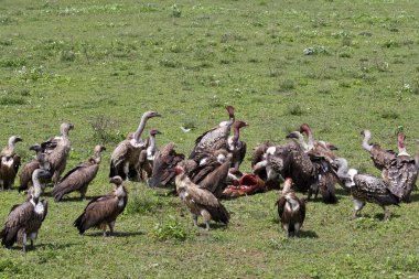 Vultures Feasting on Carrion clipart