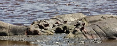 lake ndutu içinde serengeti dinlenme suaygırları