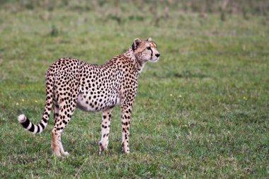 Alert Cheetah in Grumeti Reserves clipart