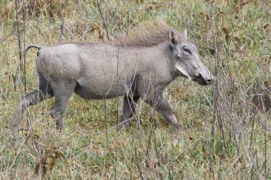 çimenlerde paça warthog