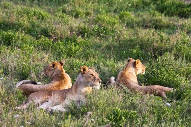Lion Pride in Serengeti clipart