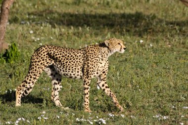 Cheetah Stalking clipart