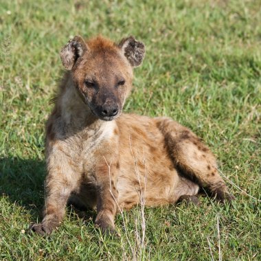 Wild Spotted Hyena clipart